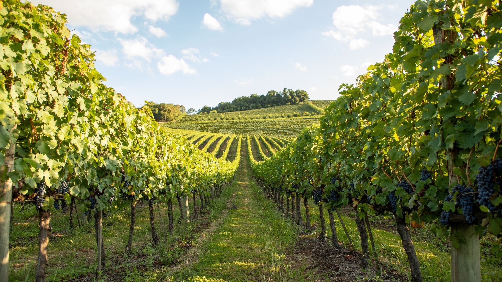 Azeites e Vinhos da Campanha Gaúcha